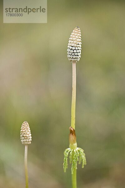 Waldschachtelhalm (Equisetum sylvaticum)  Kvaloya  Norwegen  Europa