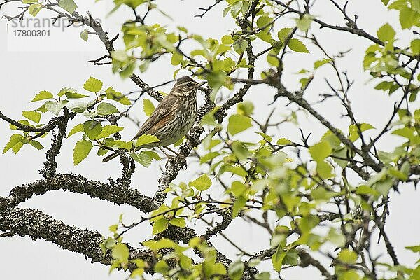 Rotdrossel (Turdus iliacus)  Kvaloya  Norwegen  Europa