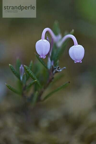 Rosmarinheide (Andromeda polifolia)  Kvaloya  Norwegen  Europa