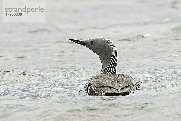 Sterntaucher (Gavia stellata)  Tromso  Norwegen  Europa