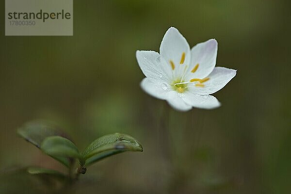 Europäischer Siebenstern (Trientalis europaea)  Kvaloya  Norwegen  Europa