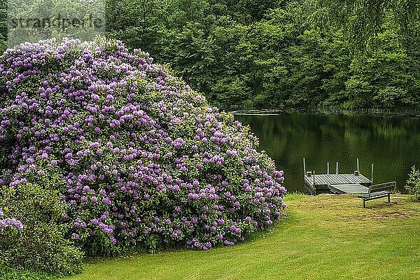 Großer blühender Rhododendronstrauch an einem See mit Badesteg in Asarum  Blekinge  Schweden  Skandinavien  Europa