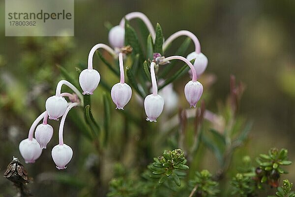 Rosmarinheide (Andromeda polifolia)  Kvaloya  Norwegen  Europa