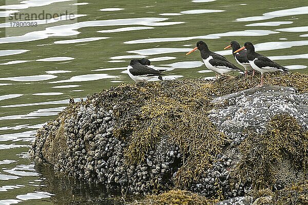 Austernfischer (Haematopus ostralegus)  Kvaloya  Norwegen  Europa