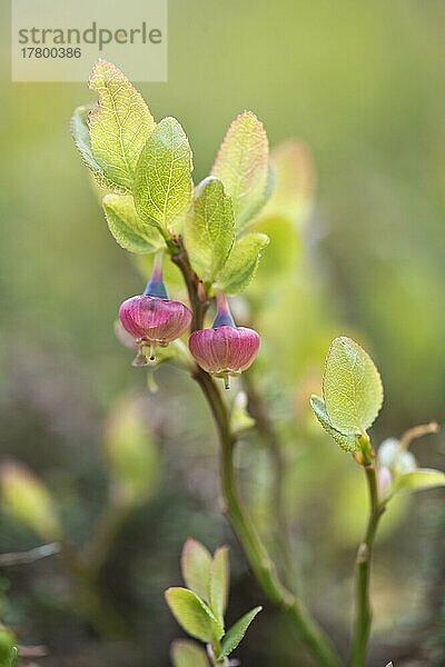 Heidelbeere (Vaccinium myrtillus)  Kvaloya  Norwegen  Europa