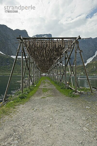 Trockenfischgestell  Lofoten  Norwegen  Europa