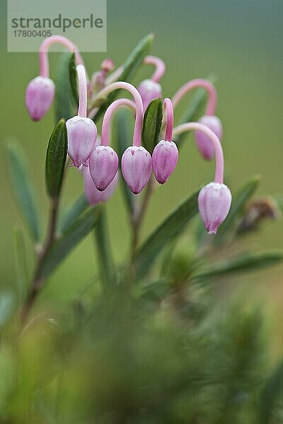 Rosmarinheide (Andromeda polifolia)  Lofoten  Norwegen  Europa