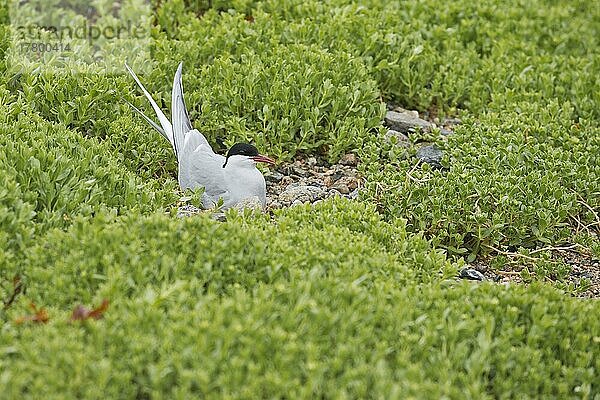 Flussseeschwalbe (Sterna hirundo)  Ersfjordbotn  Norwegen  Europa