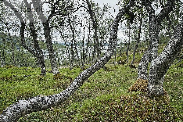 Birkenwald (Betula pendula)  Lofoten  Norwegen  Europa