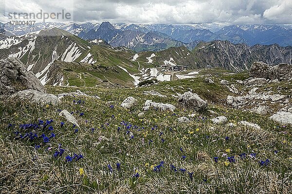 Ausblick am Nebelhorn auf Allgäuer Alpen  hinten Nebelhorn Station Höfatsblick  Edmund-Probst-Haus  vorne Kiesel-Glocken-Enzian  auch Stängelloser Enzian (Gentiana acaulis)  Oberstdorf  Oberallgäu  Allgäu  Bayern  Deutschland  Europa