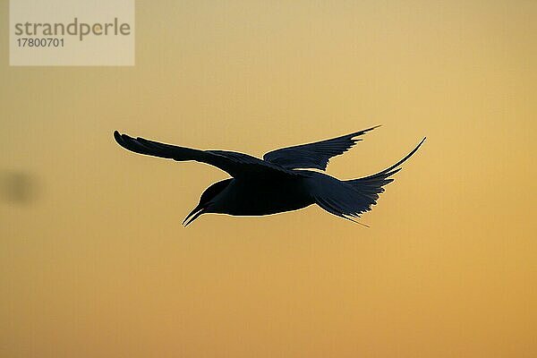 Küstenseeschwalbe (Sterna paradisaea)  Silhouette  Sonnenuntergang  Tönning  Schleswig-Holstein  Deutschland  Europa