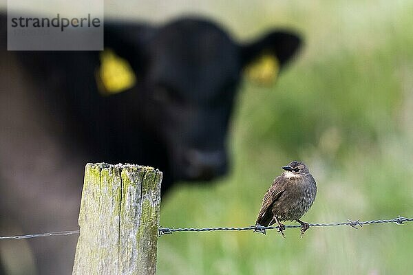 Star (Sturnus vulgaris)  Jungvogel  sitzt auf Stacheldrahtzaun  Kuh im Hintergrund  Hessen  Deutschland  Europa
