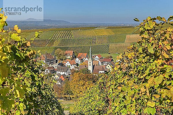 Ebringen  Markgräfler Land  Schwarzwald  Baden-Württemberg  Deutschland  Ebringen  Markgräfler Land  Schwarzwald  Baden-Württemberg  Deutschland  Europa