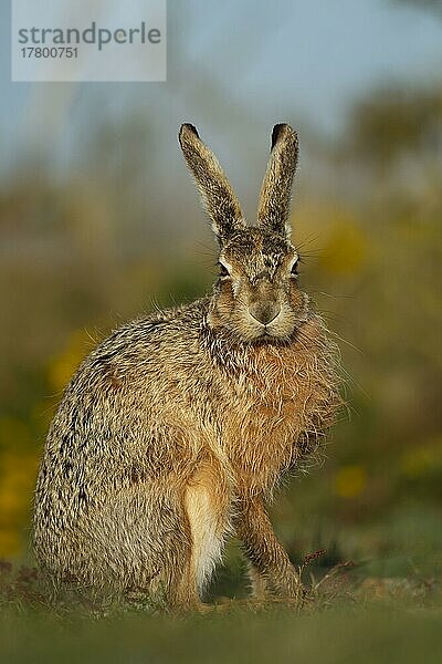 Europäischer Feldhase (Lepus europaeus) erwachsenes Tierporträt  Suffolk  England  Großbritannien  Europa