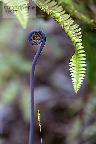 Uluhe Farn (Dicranopteris linearis)  Farnkopf in Form eines Bischofsstabs  Big Island of Hawaii  USA  Nordamerika