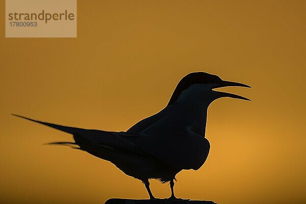 Küstenseeschwalbe (Sterna paradisaea)  Silhouette  Sonnenuntergang  Tönning  Schleswig-Holstein  Deutschland  Europa