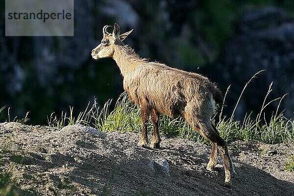 Gemse  Gämse (Rupicapra rupicapra) aufmerksam  wildlife  Vogesen  Frankreich  Europa