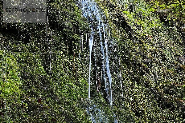 Madeira  Inselosten  am Ribeira Frio  kleiner Wasserfall  Rinnsal über Flechten und Moose