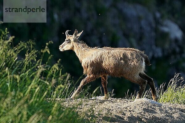 Gemse  Gämse (Rupicapra rupicapra) aufmerksam  wildlife  Vogesen  Frankreich  Europa