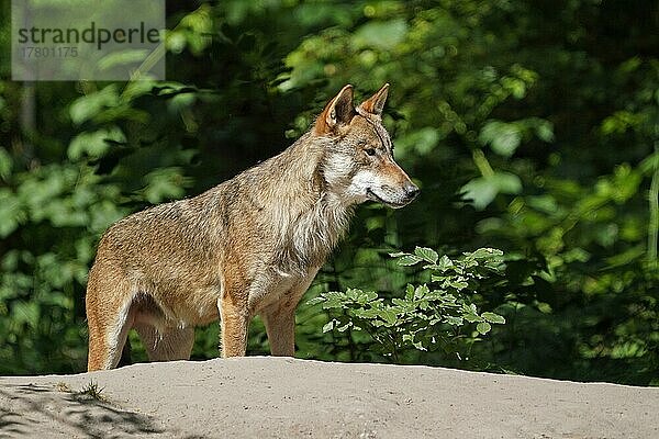 Europäischer Wolf (Canis lupus)  stehend  captive