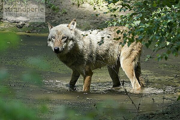 Europäischer Wolf (Canis lupus)  in einem Wasserloch  captive
