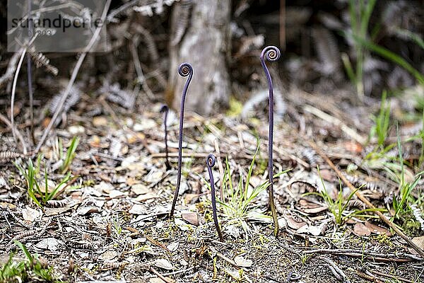 Uluhe Farn (Dicranopteris linearis)  Farnkopf in Form eines Bischofsstabs  Big Island of Hawaii  USA  Nordamerika