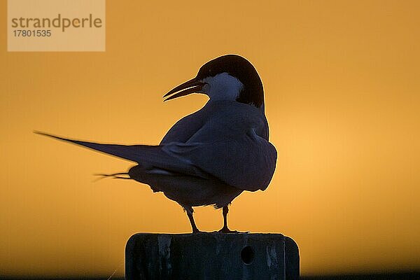 Küstenseeschwalbe (Sterna paradisaea)  Silhouette  Sonnenuntergang  Tönning  Schleswig-Holstein  Deutschland  Europa