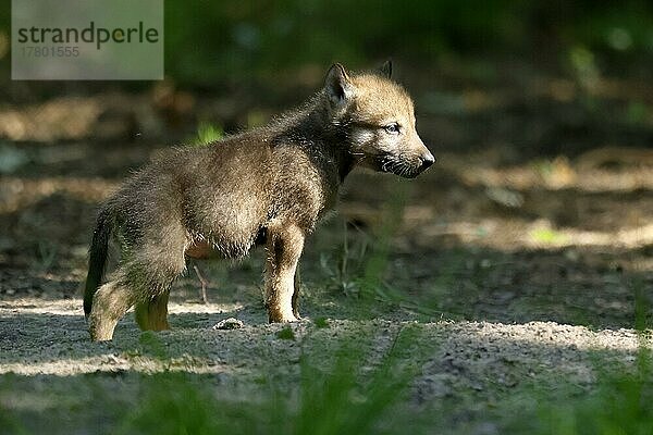 Europäischer Wolf (Canis lupus) Welpe  captive