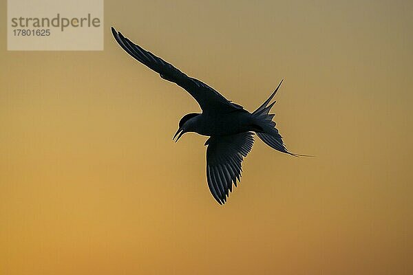 Küstenseeschwalbe (Sterna paradisaea)  Silhouette  Sonnenuntergang  Tönning  Schleswig-Holstein  Deutschland  Europa