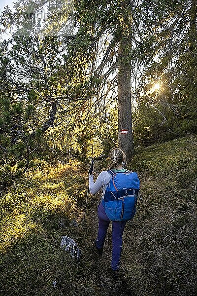 Wanderweg durch dem Wald  Wandermarkierung  Wanderin auf dem Weg zum Guffert  Brandenberger Alpen  Tirol  Österreich  Europa