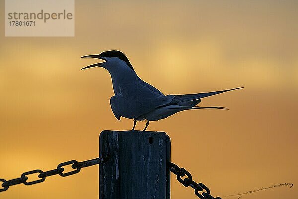 Küstenseeschwalbe (Sterna paradisaea) sitzend auf einem Zaun  Silhouette  Sonnenuntergang  Tönning  Schleswig-Holstein  Deutschland  Europa