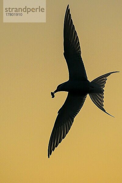 Küstenseeschwalbe (Sterna paradisaea)  Silhouette  im Flug  mit Fisch  Sonnenuntergang  Tönning  Schleswig-Holstein  Deutschland  Europa