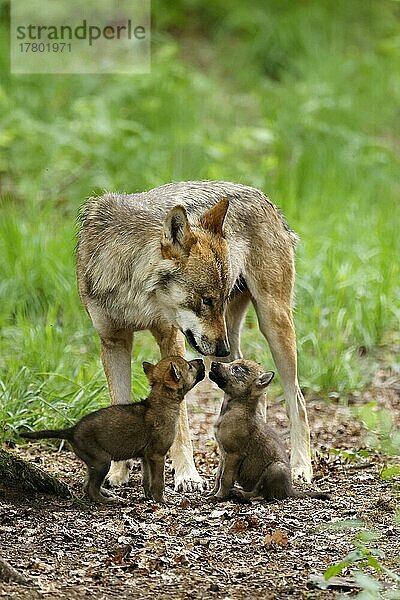 Europäischer Wolf (Canis lupus)  Alttier mit Welpen  captive