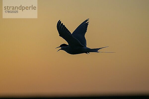 Küstenseeschwalbe (Sterna paradisaea)  Silhouette  Sonnenuntergang  Tönning  Schleswig-Holstein  Deutschland  Europa