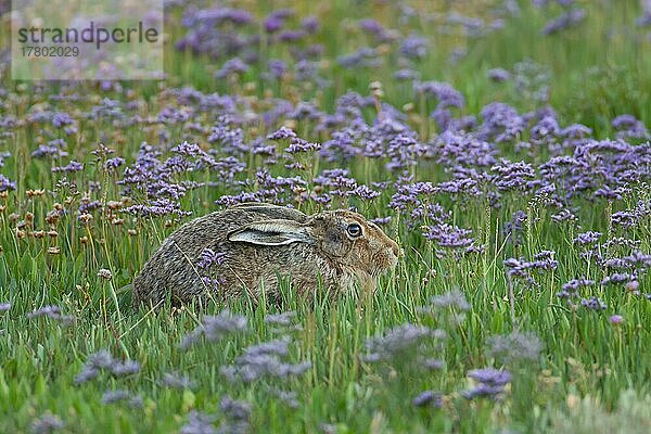 Ausgewachsener Feldhase (Lepus europaeus) beim Ausruhen zwischen blühenden Lavendelpflanzen  Suffolk  England  Großbritannien  Europa