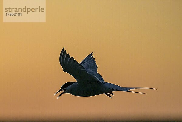 Küstenseeschwalbe (Sterna paradisaea)  Silhouette  Sonnenuntergang  Tönning  Schleswig-Holstein  Deutschland  Europa