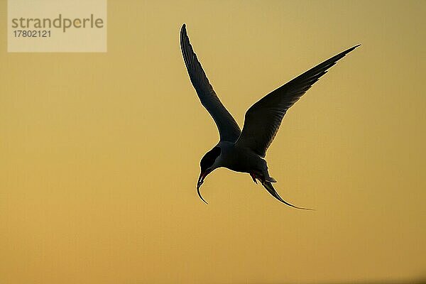 Küstenseeschwalbe (Sterna paradisaea)  Silhouette  Sonnenuntergang  Tönning  Schleswig-Holstein  Deutschland  Europa