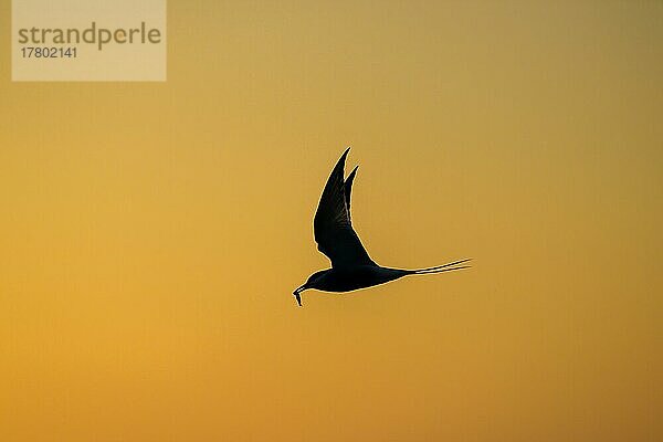 Küstenseeschwalbe (Sterna paradisaea)  Silhouette  Sonnenuntergang  Tönning  Schleswig-Holstein  Deutschland  Europa