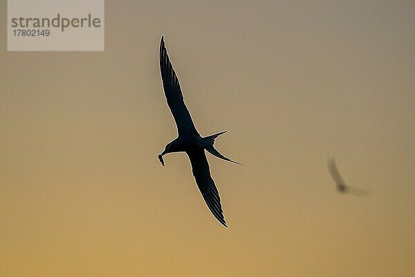 Küstenseeschwalbe (Sterna paradisaea)  Silhouette  Sonnenuntergang  Tönning  Schleswig-Holstein  Deutschland  Europa