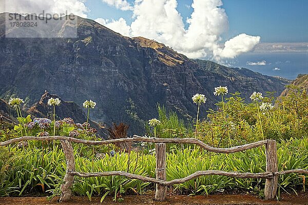 Zaun  Geländer  knorrig  urig  Agapanthusblüten (Agapanthus africanus)  weiß  Tal Curral das Freias  Stift der Nonnen  Madeira  offiziell Autonome Region Madeira  Insel  Archipel Makaronesien  Portugal  Europa