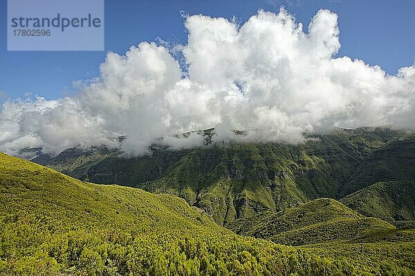 Passatwolken ziehen über das zentrale Hochplateau Paul da Sierra 1400-1500 Meter  Gebirgsmoor  flächendeckend Stechginster (Ulex europaeus)  Madeira  offiziell Autonome Region Madeira  Insel  Archipel Makaronesien  Portugal  Europa