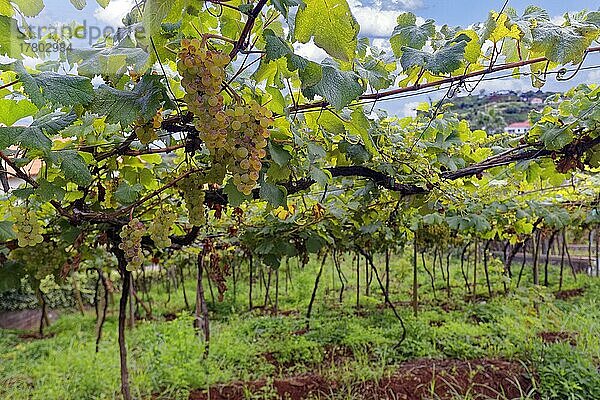 Weintraube  Rebstock  Weinanbau  Weinberg  Weinanbaugebiet  Wein  São Vicente  Madeira  offiziell Autonome Region Madeira  Insel  Archipel Makaronesien  Portugal  Europa