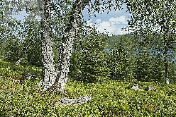 Birken (Betula pendula)  Kvaloya  Norwegen  Europa