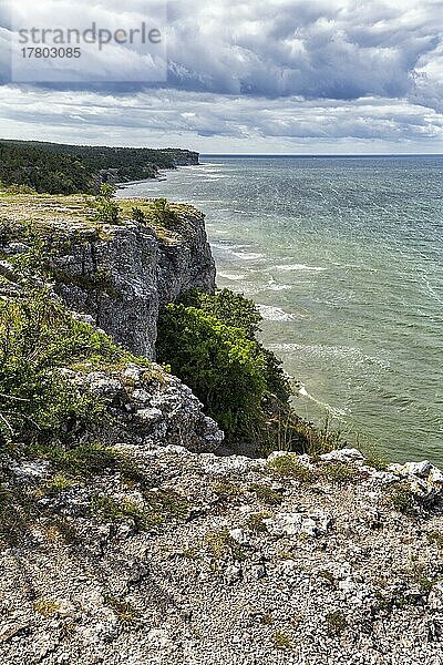 Kliffküste Högklint im Sommer  Riffkalkstein  Visby  Westküste  Insel Gotland  Schweden  Europa