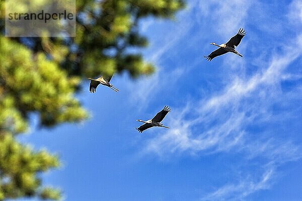 Drei Kraniche fliegen über einen Baum  Graukranich (Grus grus)  Vogelzug am leicht bewölkten Himmel  Blick von unten  Insel Gotland  Schweden  Europa