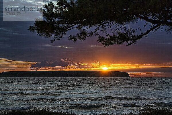 Silhouette der Insel Lilla Karlsö  Sonnenstrahlen  Sonnenuntergang unter einer Kiefer (Pinus sylvestris)  Djupvik  Westküste  Insel Gotland  Ostsee  Schweden  Europa