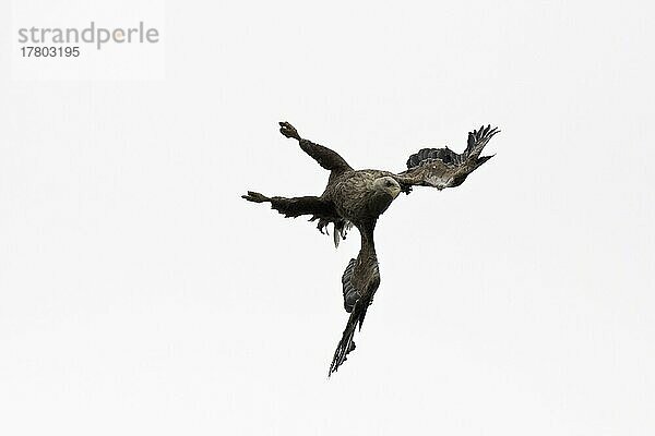 Seeadler (Haliaeetus albicilla)  Lofoten  Norwegen  Europa