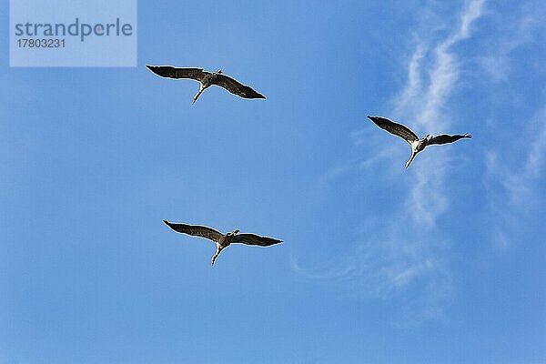 Drei fliegende Graukraniche (Grus grus)  Vogelzug am leicht bewölkten Himmel  Insel Gotland  Schweden  Europa