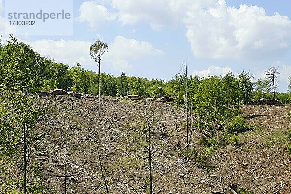 Abgeholzter Fichtenwald  Naturpark Arnsberger Wald  Sauerland  Westfalen  Nordrhein-Westfalen  Deutschland  Europa