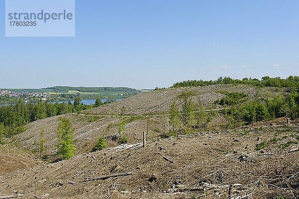 Abgeholzter Fichtenwald  Naturpark Arnsberger Wald  Sauerland  Westfalen  Nordrhein-Westfalen  Deutschland  Europa